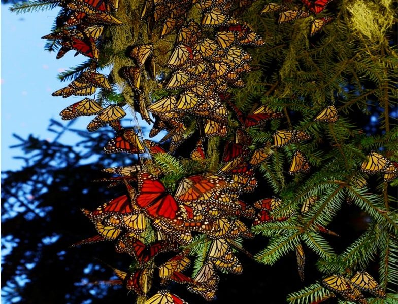 Clustering Monarchs in the Butterfly Biosphere Reserve, Mexico. Jim Janakievski photo