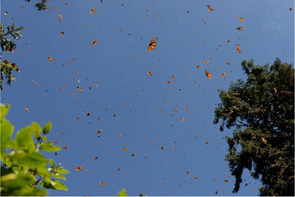 Floating Monarchs in the Butterfly Biosphere Reserve, Mexico. Jim Janakievski photo