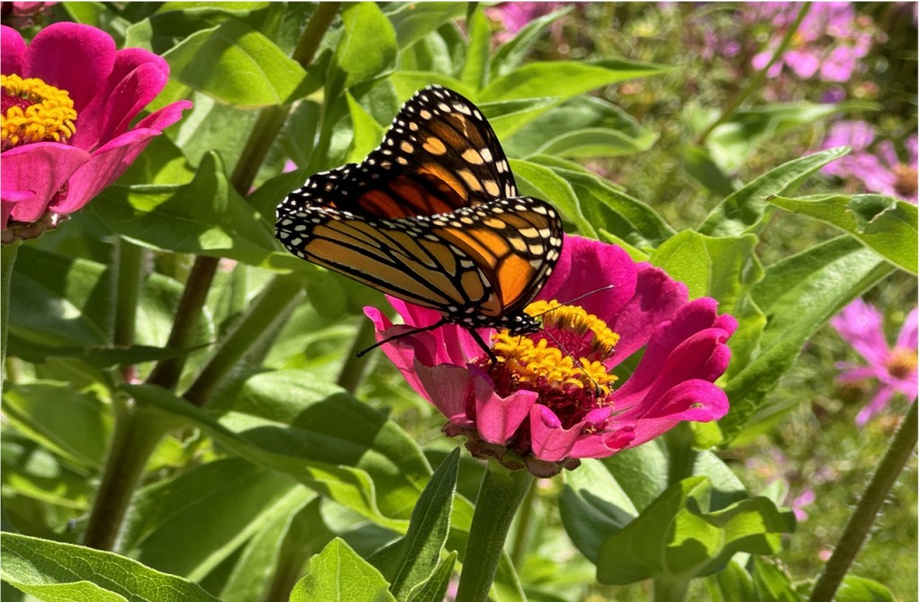 Monarch feeding on Zinnia in author’s Napa garden. Natasha Mantle photo
