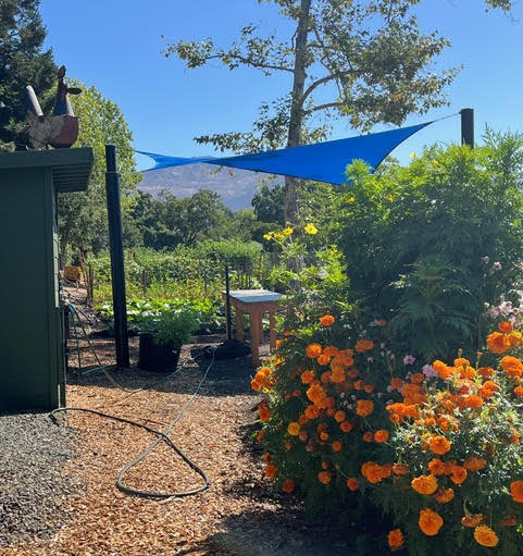 The Yountville Farmstand Garden after the sun breaks through the morning fog. Kimberly Cook photo