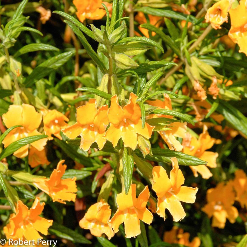 Monkeyflowers are native to Southern Oregon and most of California. Robert Perry photo