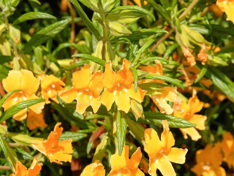 Monkeyflowers are native to Southern Oregon and most of California. Robert Perry photo