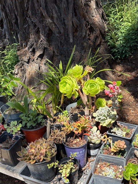 Succulents in Penny's garden. Penny Pawl photo