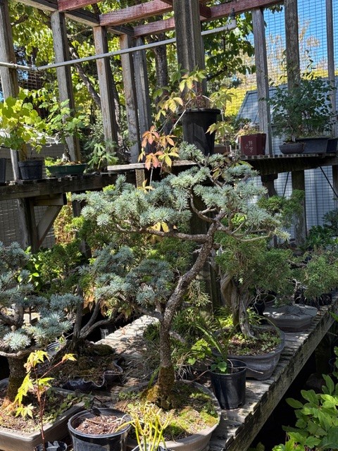 Bonsai in Penny's garden. Penny Pawl photo