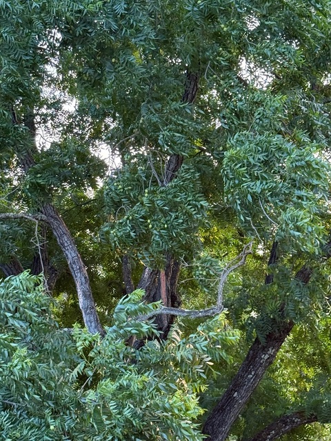 Walnut tree. Submitted photo