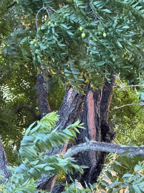 Injured walnut tree. Submitted photo