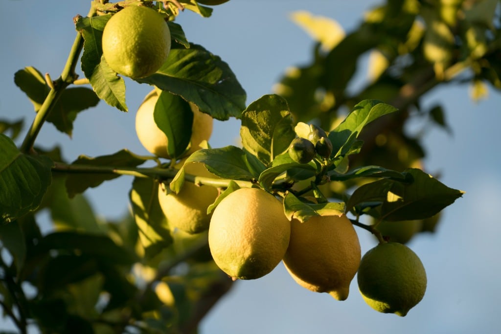 Lemons. Steve Doig on Unsplash photo