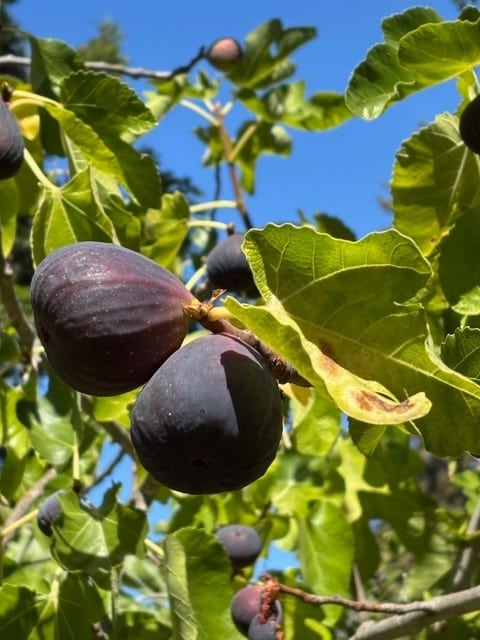 Mission figs. Cindy Watter photo