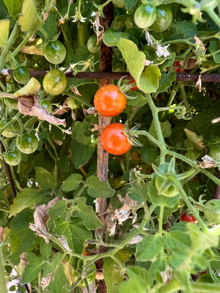 The tiniest, and tastiest, micro tomatoes are grown at Trefethen Family Vineyards. Cynthia Kerson photo
