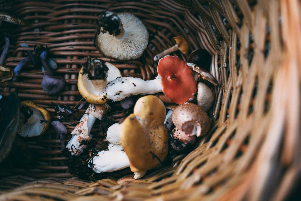 Wild mushrooms. Annie Spratt on Unsplash photo.