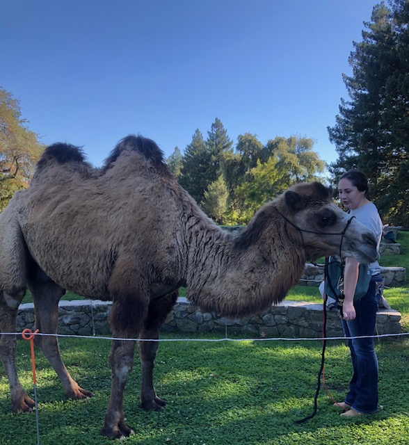 Blessing of a camel. Myrna David photo