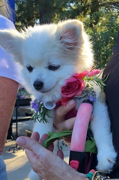 Lois Riker's dog, Lolita. Myrna David photo