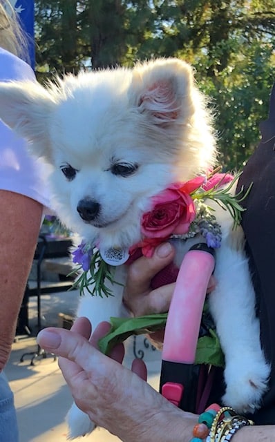Lois Riker's dog, Lolita. Myrna David photo