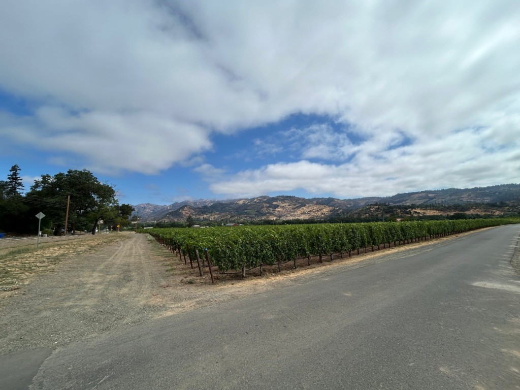 Northern Napa Valley vineyard. John Schminky photo