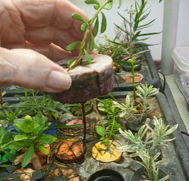 Plants propagated by the author. Penny Pawl photo