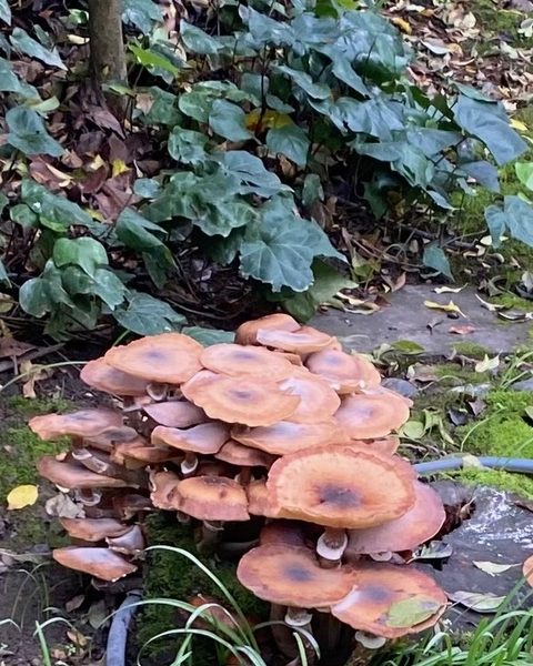 Honey mushrooms in the author's garden. Cindy Watter photo