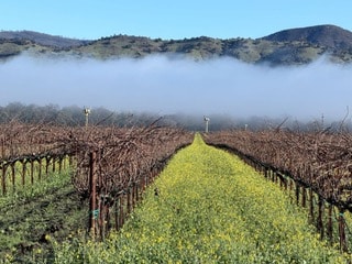 Napa Valley vineyard. Hos Padmesh photo