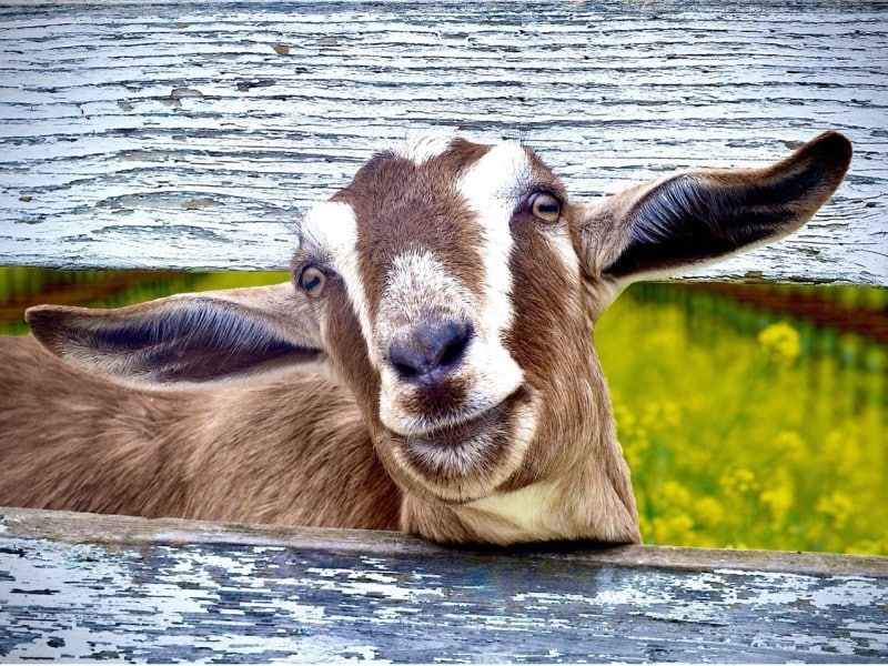 "La Chevre Moutarde" by MJ Schaer. Submitted photo