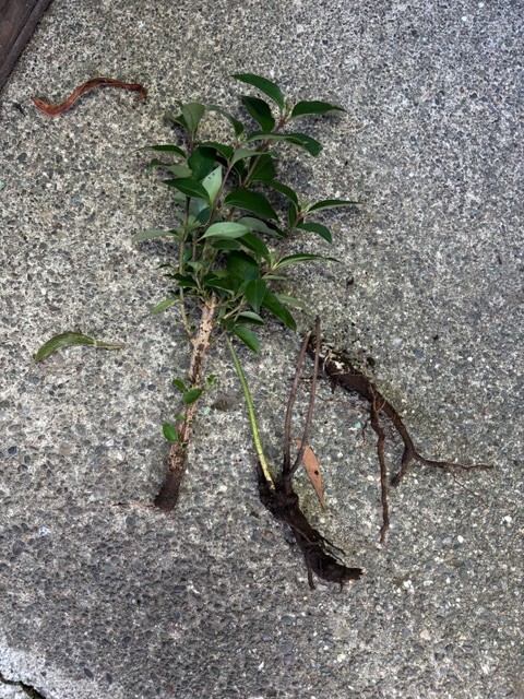 An uprooted, invasive privet plant. Cindy Watter photo
