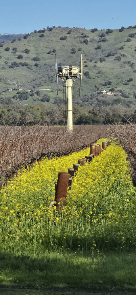 Wind machines and smudge pots on Yount Mill Rd. Ranndy Pina photo