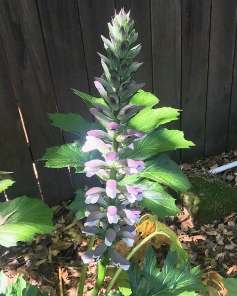 An acanthus blooms in Napa, California. Cindy Watter photo