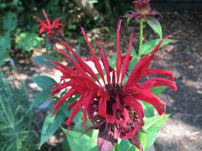 Ruby red Jacob Kline Monarda was a pollinator that disappeared from the author's garden. Cindy Watter photo