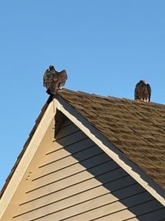Turkey vultures in the ‘hood. Susan Wiechers photo