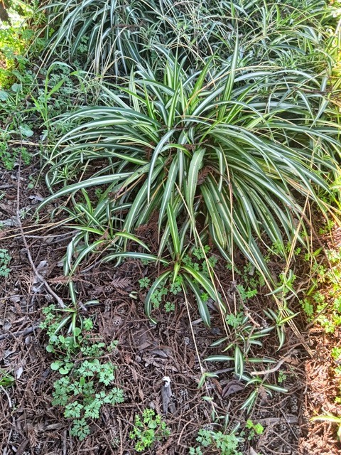 The spider plant (Chlorophytum comosum), is native to Africa. Penny Pawl photo