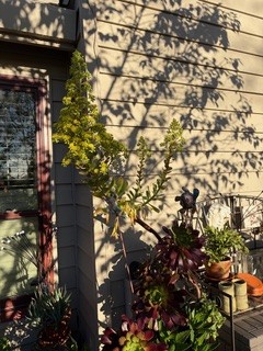 Plants gone wild. Susan Wiechers photo