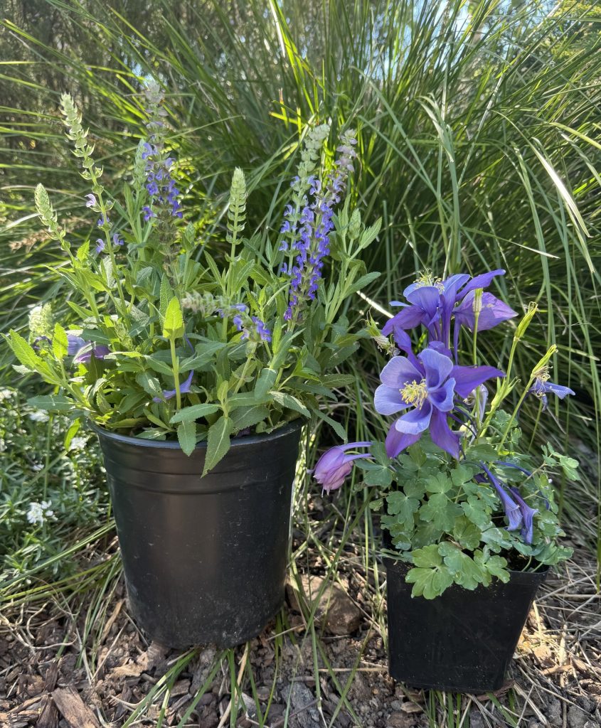 Salvia nemorosa 'Apex Blue’ to the left, and Aquilegia (columbine). Valerie Saribalis-Cole photo