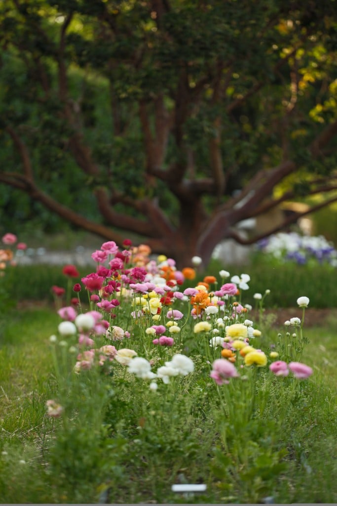 Blooms in the French Laundry Garden in Yountville David Escalante photo