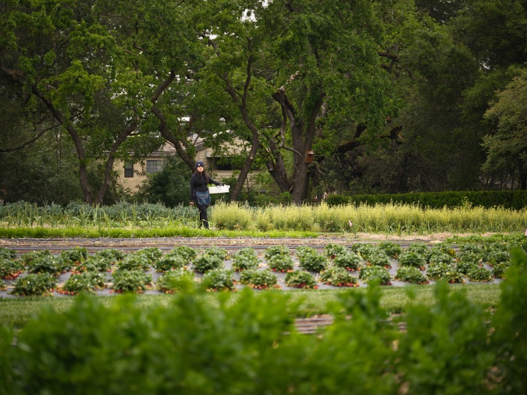 The French Laundry Garden in Yountville David Escalante photo