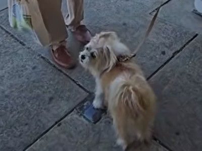 Benito sings Italian. Ranndy Pina image