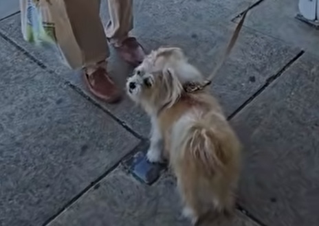 Benito sings Italian. Ranndy Pina image