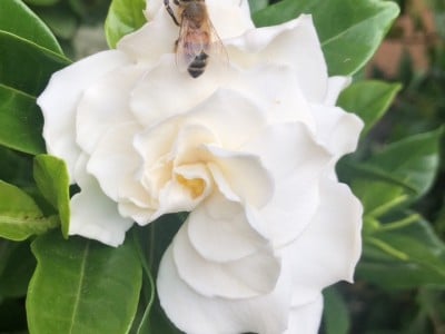 Gardenia blooms are a welcome resting place for bees. Lisa Adams Walter photo