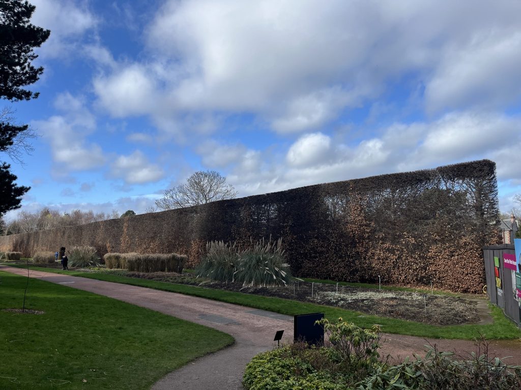 A European Hornbeam hedge at the Royal Botanical Garden in Edinburgh, Scotland. David Shubin photo