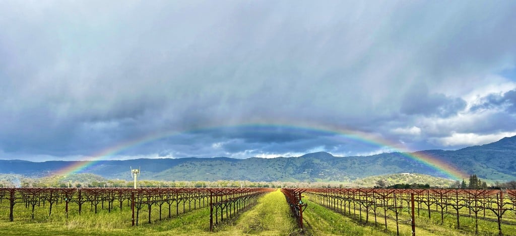 Captured by Katherine Zimmer in Yountville "Two Changes for Gold"