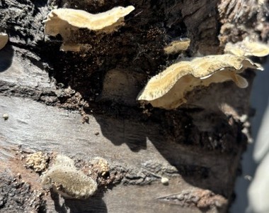 Close-up of the destructive Ganoderma fungus. Cindy Watter photo