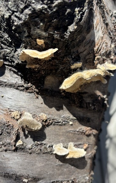 Close-up of the destructive Ganoderma fungus. Cindy Watter photo