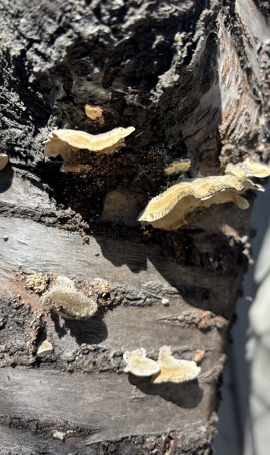 Close-up of the destructive Ganoderma fungus. Cindy Watter photo