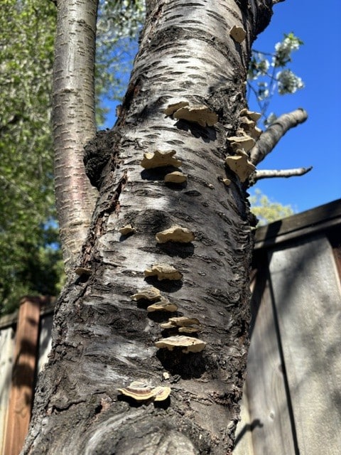Ganoderma on the author's cherry tree. Cindy Watter photo