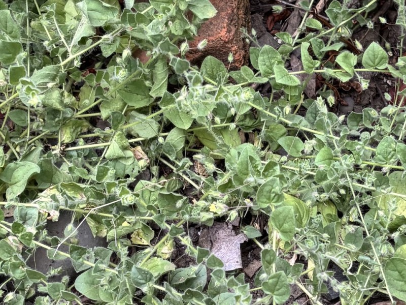Cancer wort weed in the author's garden. Cindy Watter photo