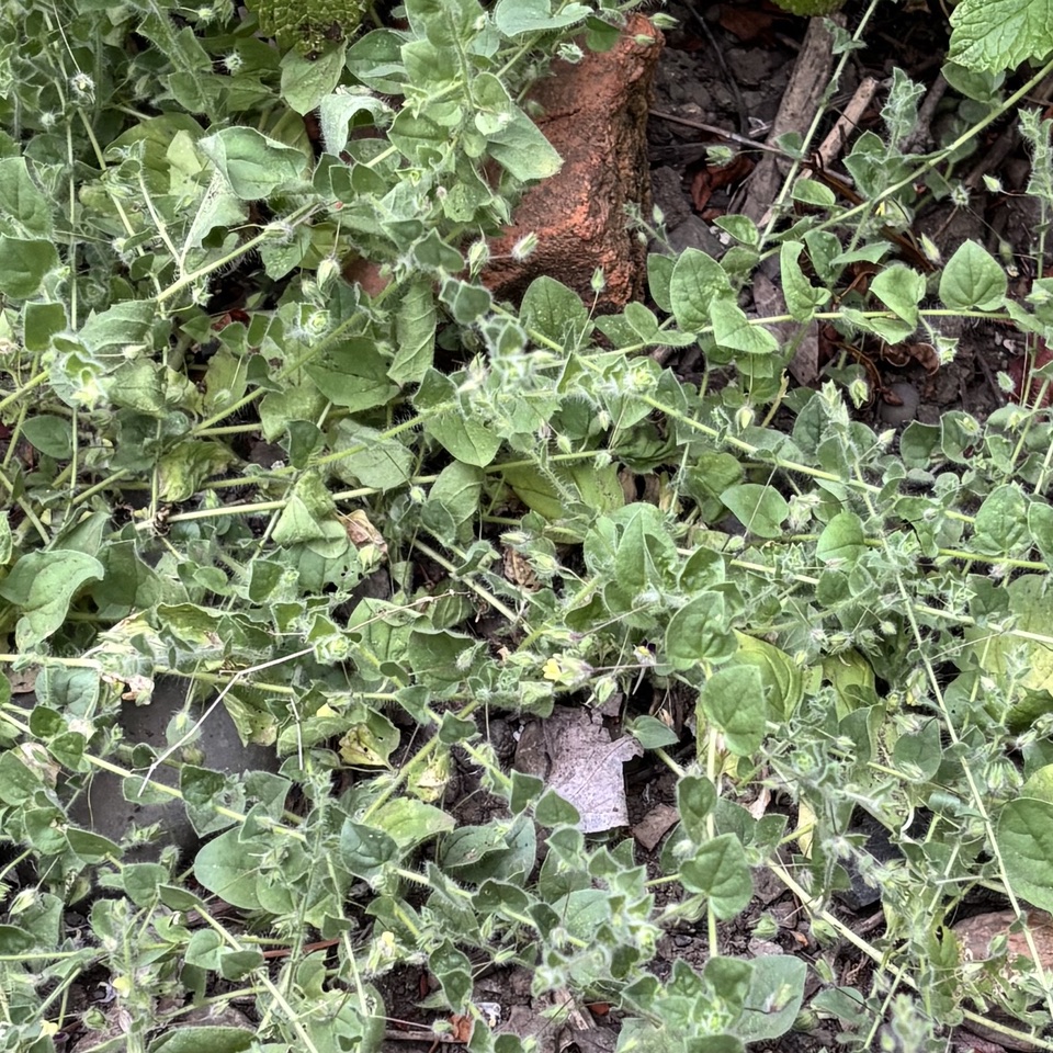 Cancer wort weed in the author's garden. Cindy Watter photo
