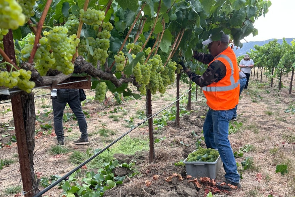 Round Pond Estate kicked off the 2026 Napa Valley wine grape harvest on Tuesday, July 21. Napa Valley Vintners photo