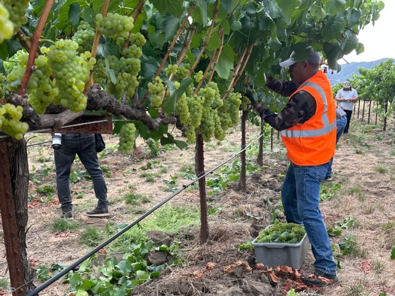 Round Pond Estate kicked off the 2026 Napa Valley wine grape harvest on Tuesday, July 21. Napa Valley Vintners photo