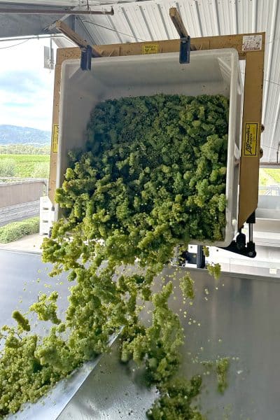 Round Pond Estate kicked off the 2026 Napa Valley wine grape harvest picking Chardonnay on Tuesday, July 21. Napa Valley Vintners photo