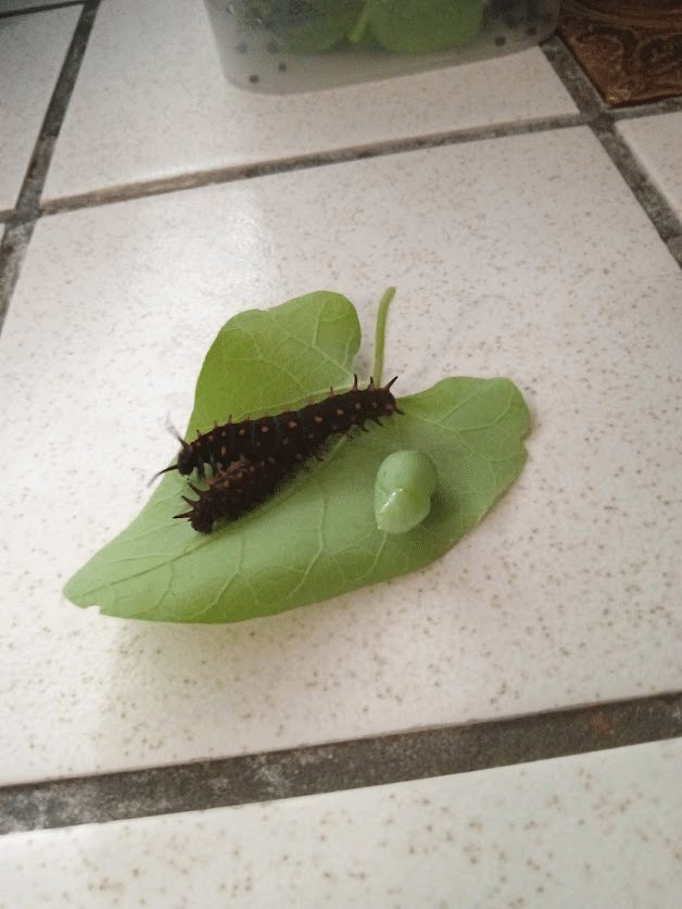 Two monarch larvae and a female pupa on a pipevine leaf from the author’s garden. Penny Pawl photo