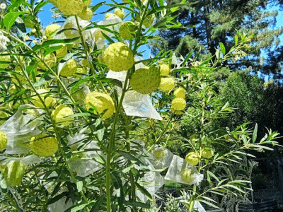 Gomphocarpus physocarpus (aka “hairy balls” milkweed). The author grows this tropical species and cuts it back each fall to discourage a parasite that attacks monarchs. She has bagged some of the balls to save its seeds. Penny Pawl photo