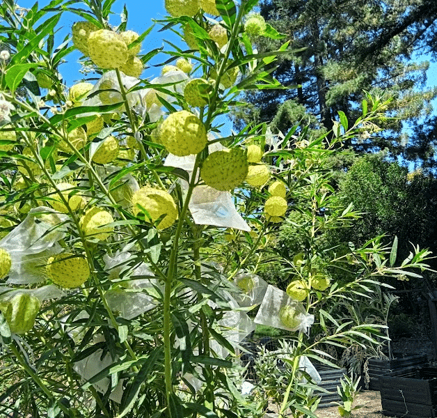 Gomphocarpus physocarpus (aka “hairy balls” milkweed). The author grows this tropical species and cuts it back each fall to discourage a parasite that attacks monarchs. She has bagged some of the balls to save its seeds. Penny Pawl photo