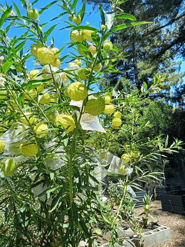 Gomphocarpus physocarpus (aka “hairy balls” milkweed). The author grows this tropical species and cuts it back each fall to discourage a parasite that attacks monarchs. She has bagged some of the balls to save its seeds. Penny Pawl photo
